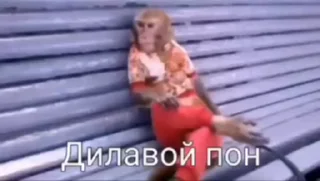 Video sticker 🕶️ Монки поны и монки :: @fStikBot