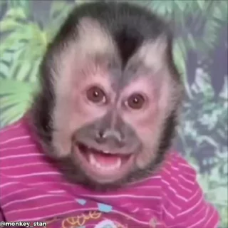 Video sticker 🌟 ⛔️ НЕ ЖМИ 👉🏻 @monkey_stan