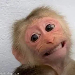 Телеграм стикер 🌟 ⛔️ НЕ ЖМИ 👉🏻 @monkey_stan