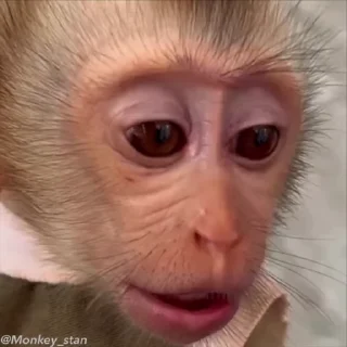 Video sticker 🌟 ⛔️ НЕ ЖМИ 👉🏻 @monkey_stan