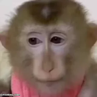 Video sticker 🌟 ⛔️ НЕ ЖМИ 👉🏻 @monkey_stan