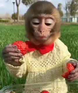 Video sticker 🍓 каришкины :: @fStikBot