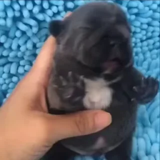 Video sticker 🌟 @WAYNE_NETWEB @STICKER_PACK_tg :: @fStikBot