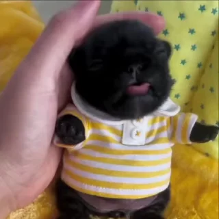 Video sticker 🌟 @WAYNE_NETWEB @STICKER_PACK_tg :: @fStikBot