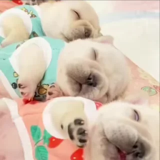 Video sticker 🌟 @WAYNE_NETWEB @STICKER_PACK_tg :: @fStikBot