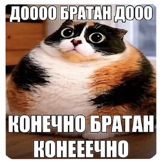 Video sticker 🐱 Стикер пак от @kosoli01