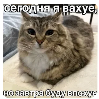 Telegram sticker 🐱 Стикер пак от @kosoli01