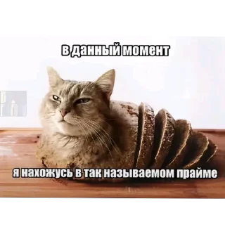 Video sticker 🐱 Стикер пак от @kosoli01
