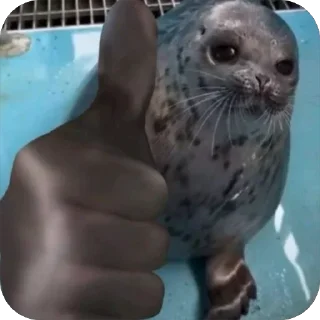 Video sticker 👍 Тюлени топ / Тгк создателя: @TuleniTopChannel
