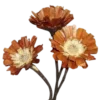 Sticker 🌰 ㅤㅤㅤㅤ ㅤ⌯  @chuonna  ⏖