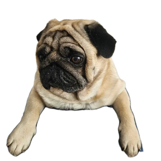 Telegram sticker 🐶 Andre de Bonk