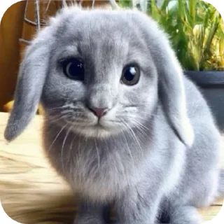 Telegram sticker 🐱 песюн