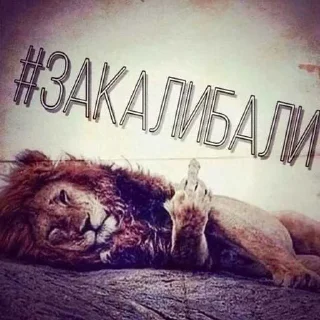 Video sticker 😒 песюн