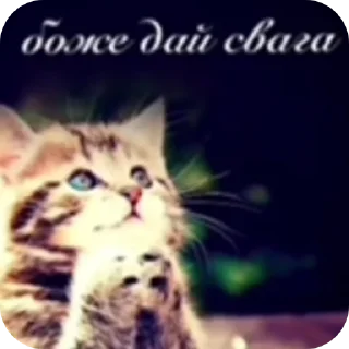 Telegram sticker 👍 песюн