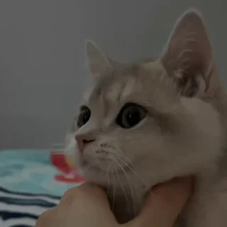 Video sticker 🐾 catscatscats