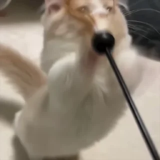 Video sticker 🐾 catscatscats