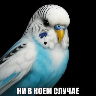 Video sticker 🌟 Мои птички @eugehe