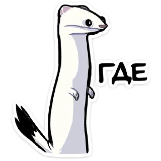 Video sticker 😳 Горностай Гера • @TgSticker