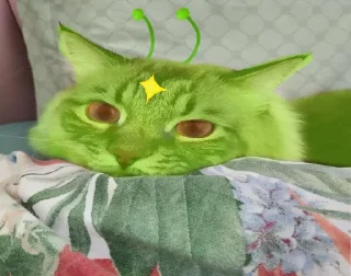 Video sticker 🤩 Котеня @TgEmodziBot