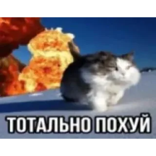 Telegram sticker 😐 Халяльный стикерпак @microinsult1