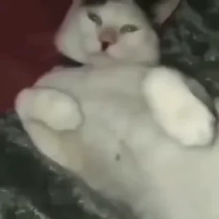 Video sticker 🫡 піся попа кака by:kikakolakris :: @fStikBot