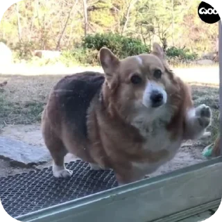 Telegram sticker 🐶 Сабачкее