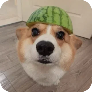 Telegram sticker 🐶 Сабачкее