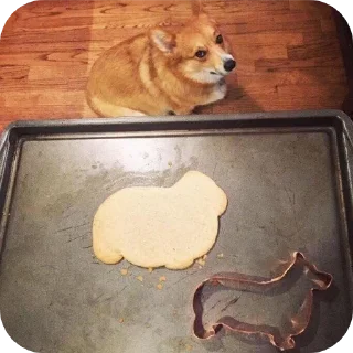 Telegram sticker 🐶 Сабачкее