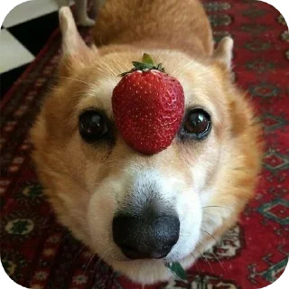 Video sticker 🐶 Сабачкее