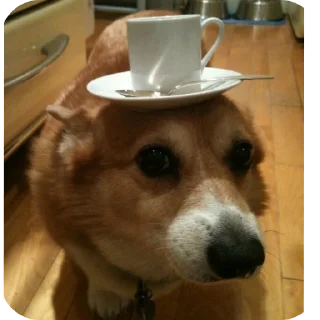 Telegram sticker 🐶 Сабачкее