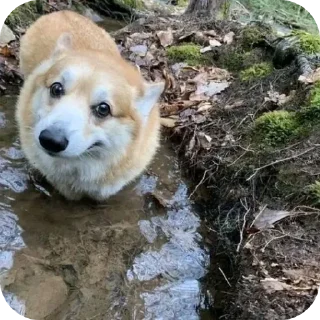 Video sticker 🐶 Сабачкее