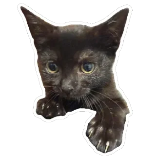 Telegram sticker 👏 blik