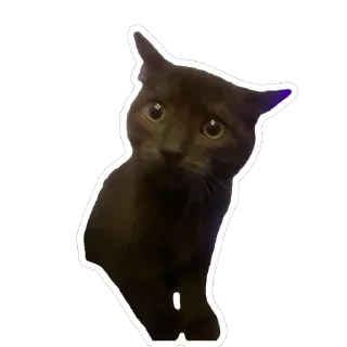 Telegram sticker 🐱 blik