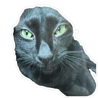 Telegram sticker 🫥 blik