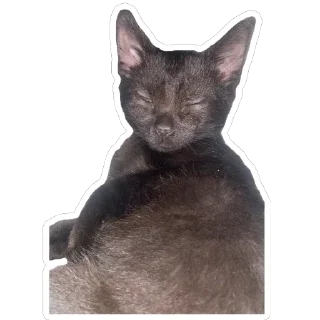 Telegram sticker 😑 blik