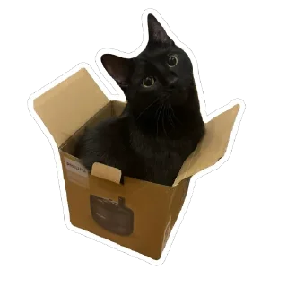 Video sticker 📦 blik