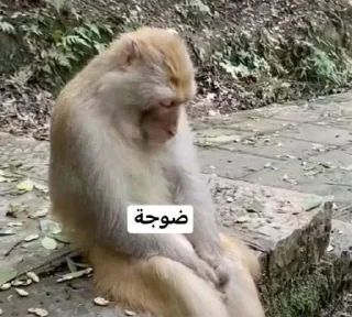 Telegram sticker 😕 • @ii56q