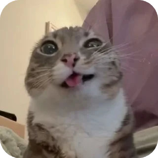 Sticker 🐱 #Reactions_reem 😎