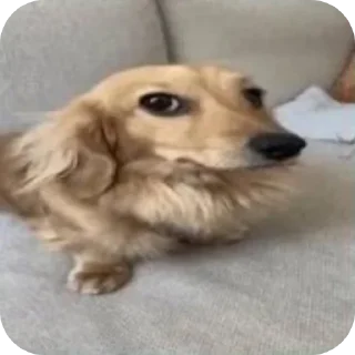 Video sticker 🐶 #Reactions_reem 😎