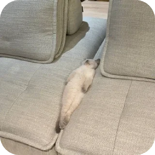 Telegram sticker 🧵 Cute12