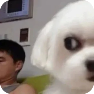 Video sticker 🤲 Cute12