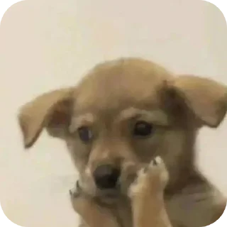 Video sticker 🐶 Cute12