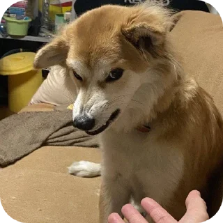 Telegram sticker 🐶 Cute12