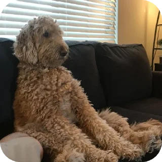 Telegram sticker 🛋 Cute12