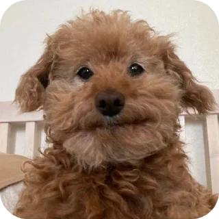 Telegram sticker 🐶 Cute12