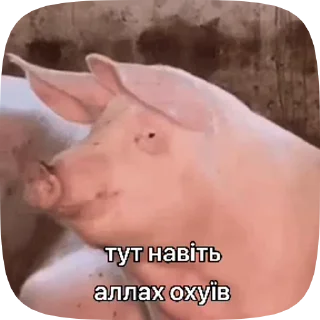 Video sticker 😎 Даги - сила