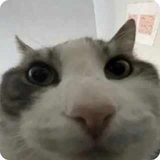 Video sticker 🤨 Больше стиков тут: @stikery4
