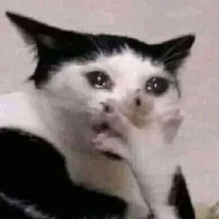 Video sticker 🧸 @LevYashinnnn