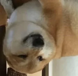 Video sticker 🌟 Ghoorta doge