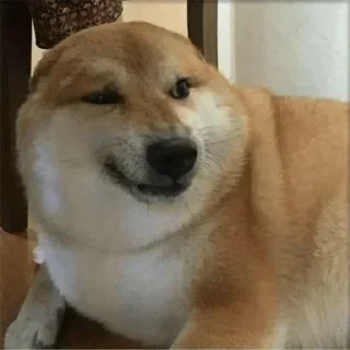 Video sticker 🌟 Ghoorta doge